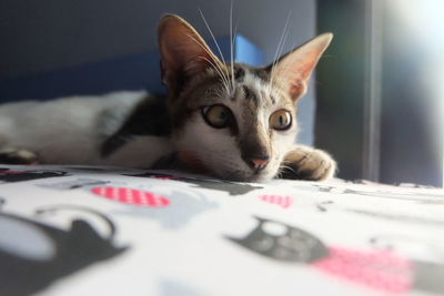 Close-up portrait of cat