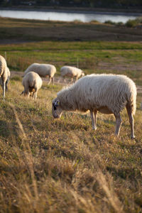 Sheep grazing in a field