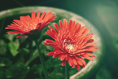 Close-up of orange flower