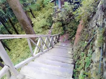 Trees in forest