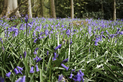 Close-up of purple crocus flowers on field