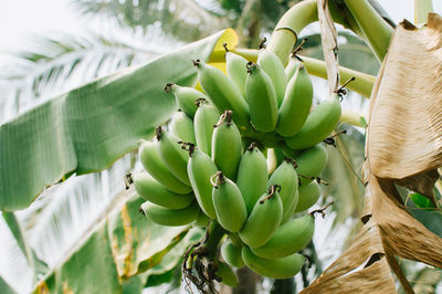 Close-up of banana tree