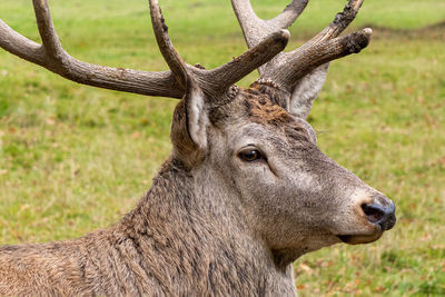Close-up of deer on field
