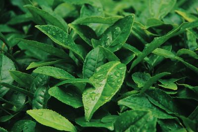 Full frame shot of green leaves