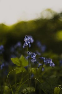 Close-up of purple flowering plant on field