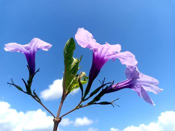 Close-up of purple flowering plant against blue sky