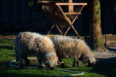 Sheep on field