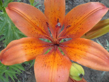 Close-up of wet orange day lily