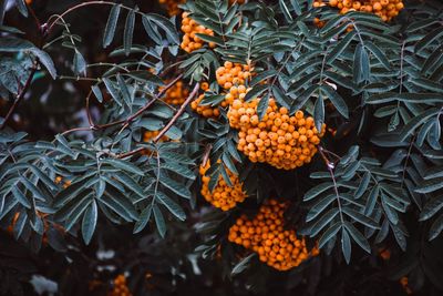 Close-up of orange fruits on tree