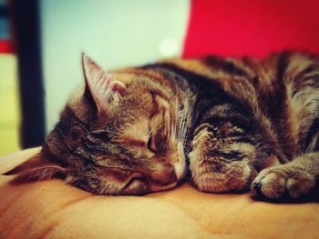 Close-up of cat sleeping at home