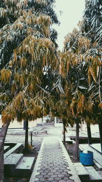 Trees on snow covered footpath against sky