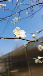 Close-up of white cherry blossoms in spring