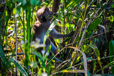 Squirrel on land in forest