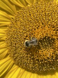 Close-up of bee pollinating on sunflower