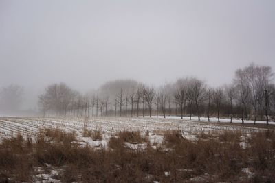 Bare trees on field against clear sky during winter