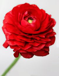 Close-up of red rose against white background