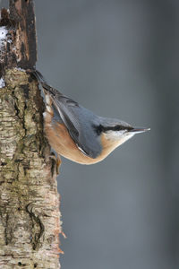 Close-up of eurasian nuthatch on tree trunk