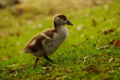 Close-up of a bird on field