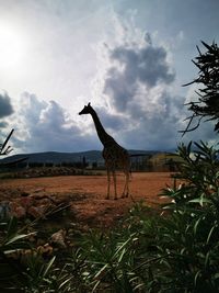 View of giraffe on field against sky