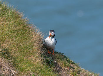 Close-up of bird perching on rock