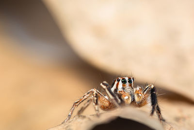 Close-up of spider