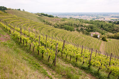 View of vineyard against sky