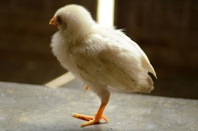 Close-up of a bird