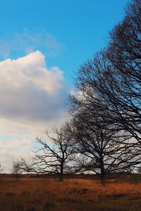 Low angle view of bare trees on field against sky