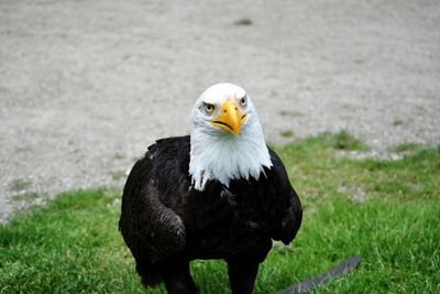 Close-up portrait of bald eagle perching on grassy field