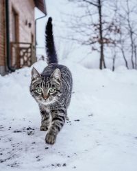 Cat in snow
