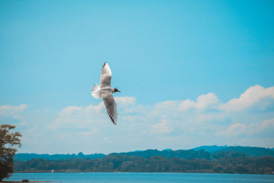 Seagull flying over sea against sky