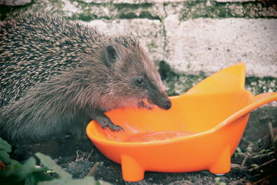 Close-up of  hedgehog  eating food