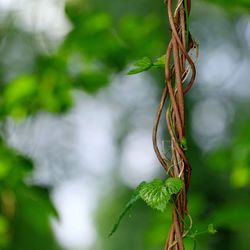 Close-up of rope hanging on tree