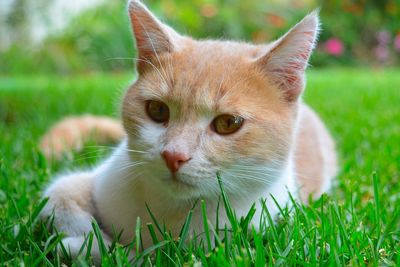 Close-up portrait of cat