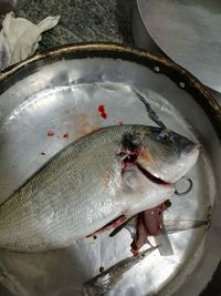 High angle view of fish in aquarium