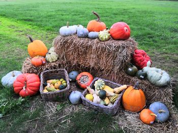 View of pumpkins on field