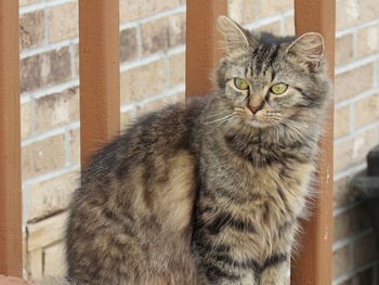 Close-up portrait of cat