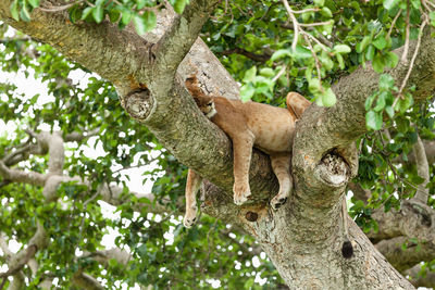 Lion sleeping on tree in forest