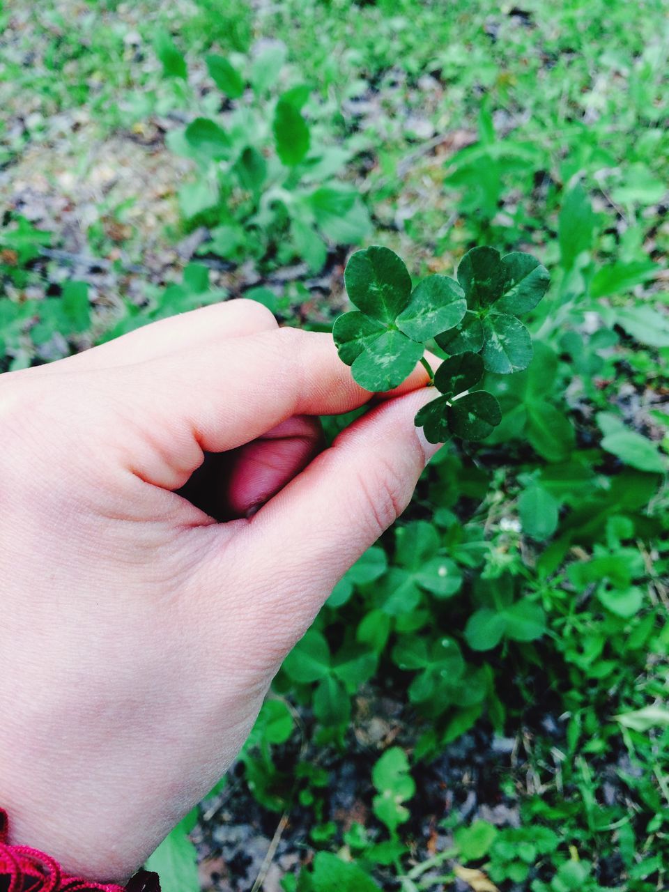 person, part of, holding, human finger, cropped, personal perspective, unrecognizable person, close-up, plant, focus on foreground, growth, lifestyles, flower, leaf, freshness, touching, fragility