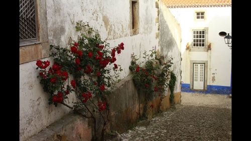 Plants growing on wall