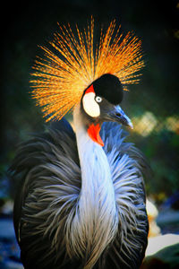 Close-up of grey crowned crane at zoo