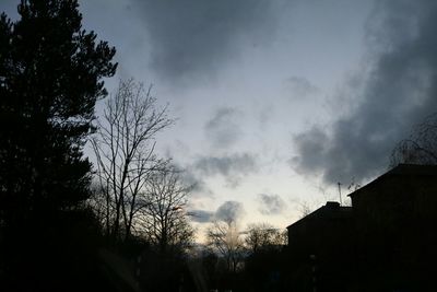 Trees against cloudy sky