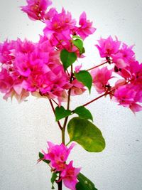 Close-up of pink flowers