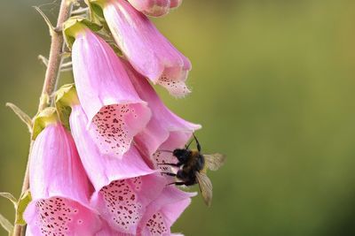 Close-up of bee pollinating on pink flower