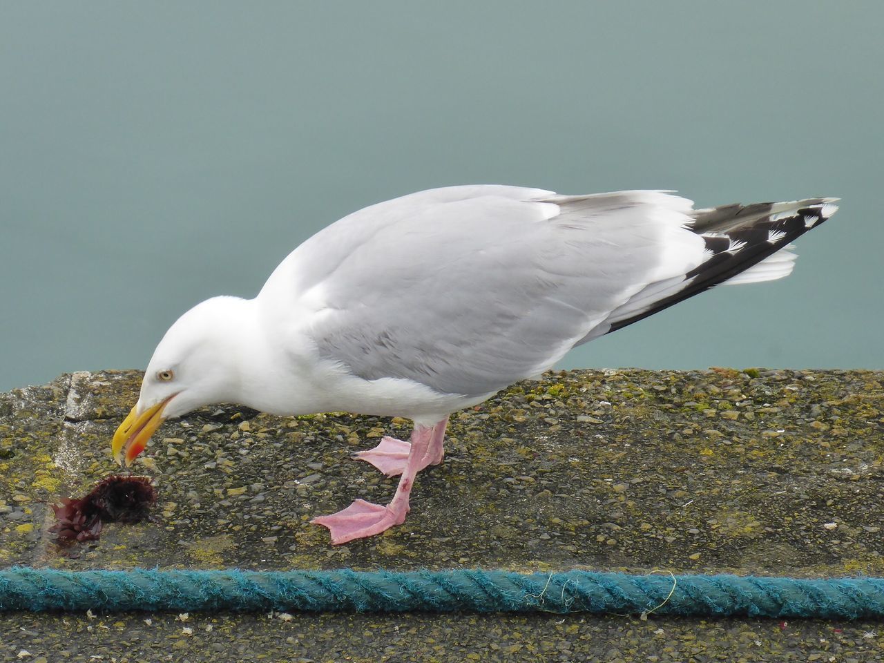 Happy As A Seagull With A Chip