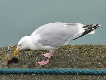 Close-up of seagull