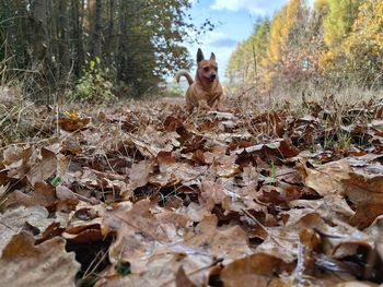 autumn