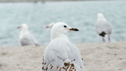 Close-up of seagull on beach