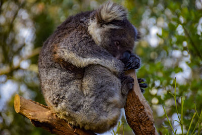 Close-up of an animal sitting on branch