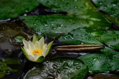 Close-up of water lily in lake